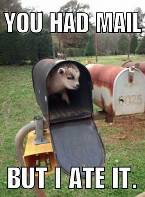 YOU HAD MAIL 6025 BUT I ATE IT.