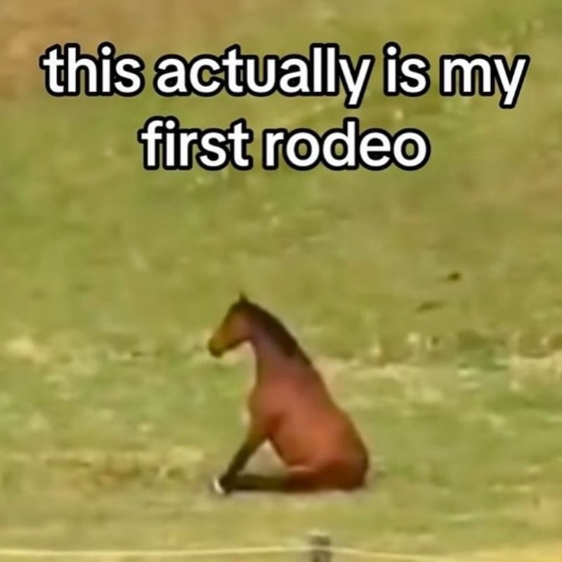 this actually is my first rodeo