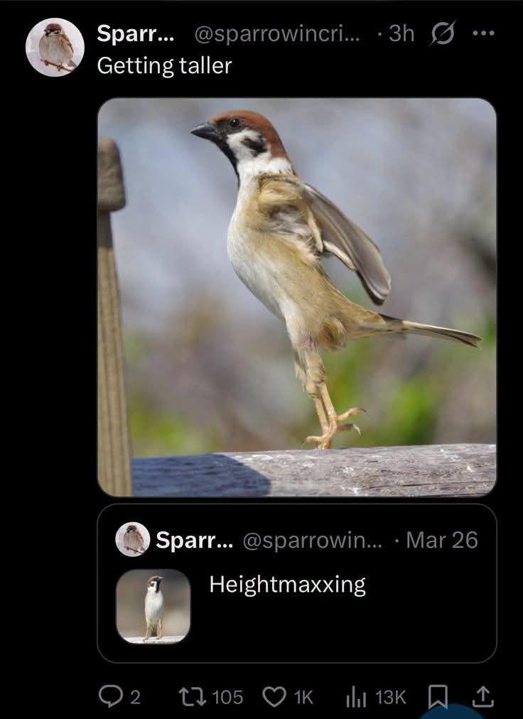 Sparr... @sparrowincri... 3h Getting taller Sparr... @sparrowin... Mar 26 Heightmaxxing 2 105 1K 13K 600