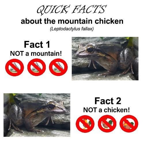 QUICK FACTS about the mountain chicken (Leptodactylus fallax) Fact 1 NOT a mountain! Fact 2 NOT a chicken!