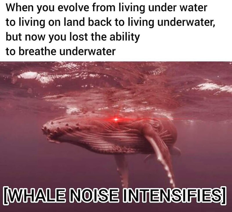 When you evolve from living under water to living on land back to living underwater, but now you lost the ability to breathe underwater [WHALE NOISE INTENSIFIES]