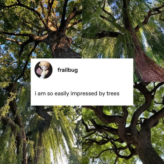 Undse frailbug i am so easily impressed by trees