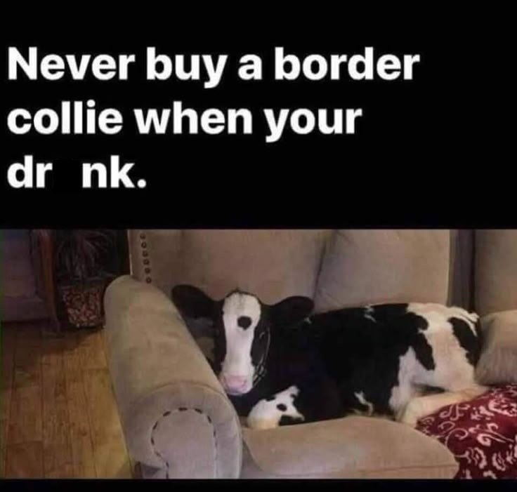 Never buy a border collie when your dr nk.