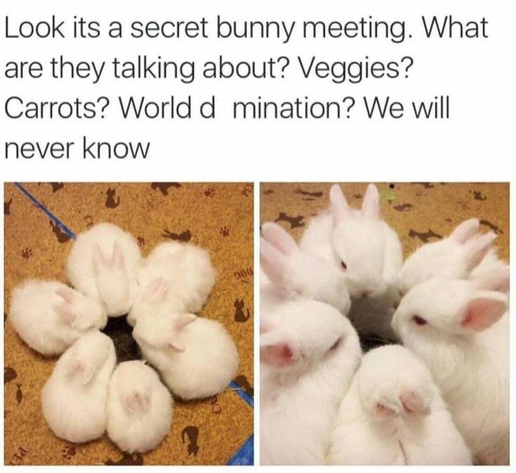 Look its a secret bunny meeting. What are they talking about? Veggies? Carrots? World d mination? We will never know 000