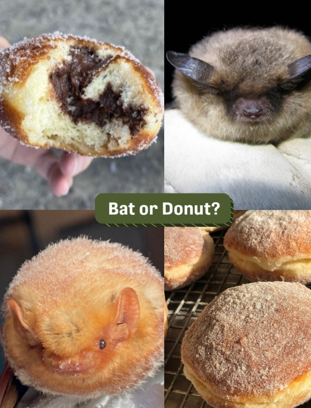 Bat or Donut?