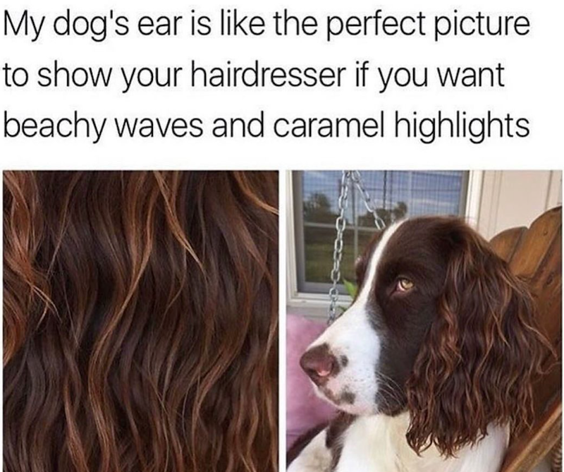 My dog's ear is like the perfect picture to show your hairdresser if you want beachy waves and caramel highlights