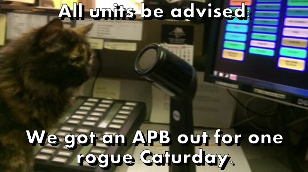 All units be advised We got an APB out for one rogue Caturday De