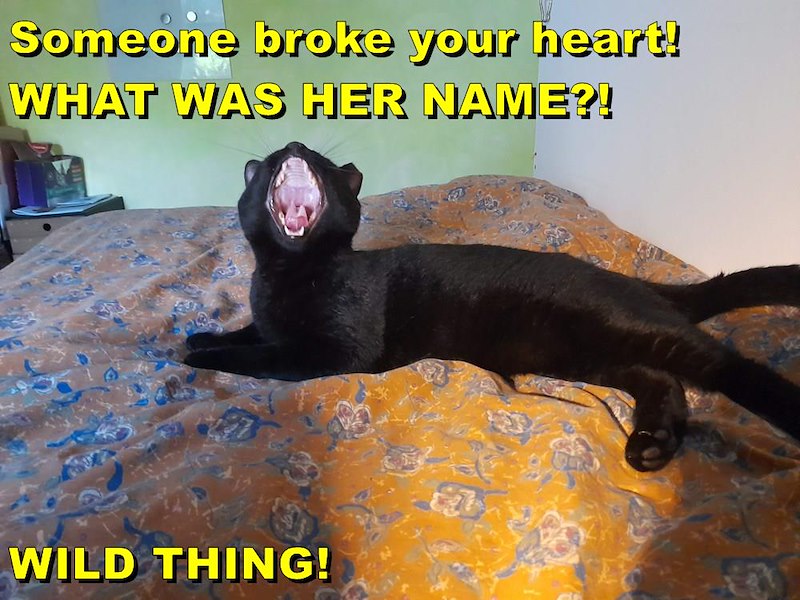 Someone broke your heart! WHAT WAS HER NAME?! WILD THING!