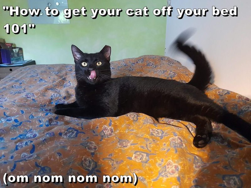 "How to get your cat off your bed 101" (om nom nom nom)