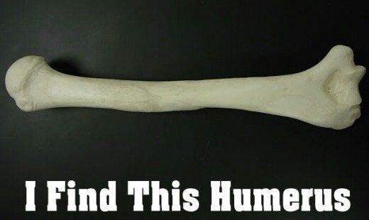 I Find This Humerus