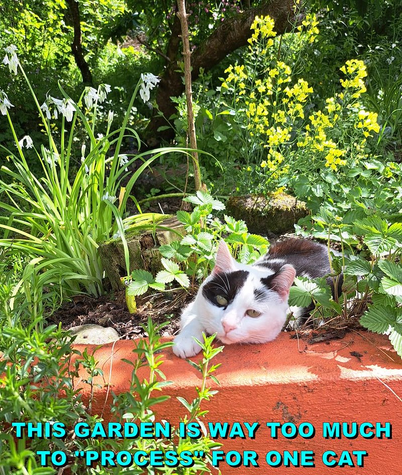 THIS GARDEN IS WAY TOO MUCH TO "PROCESS FOR ONE CAT