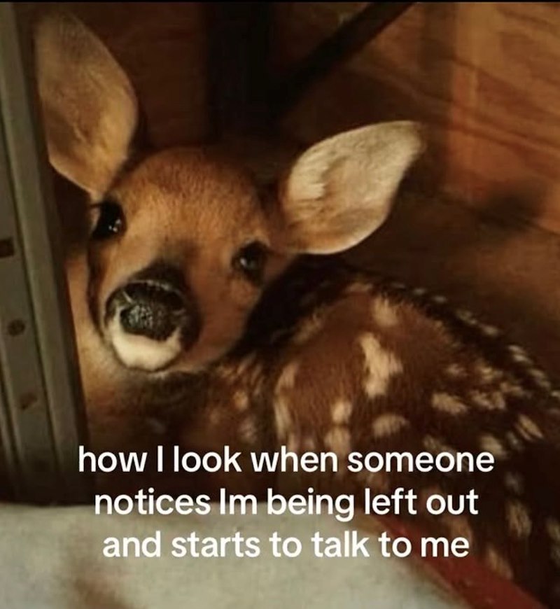 how I look when someone notices Im being left out and starts to talk to me