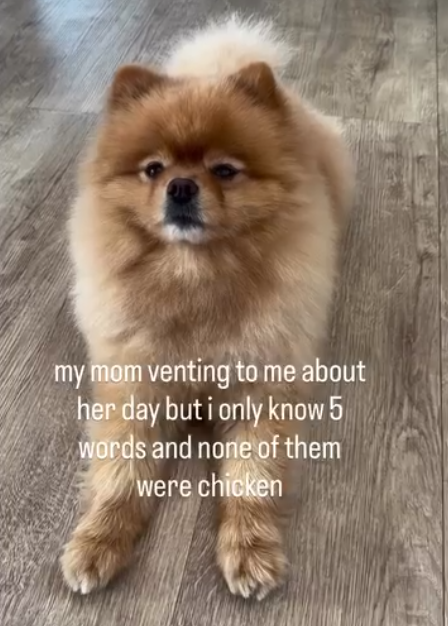 my mom venting to me about her day but i only know 5 words and none of them were chicken