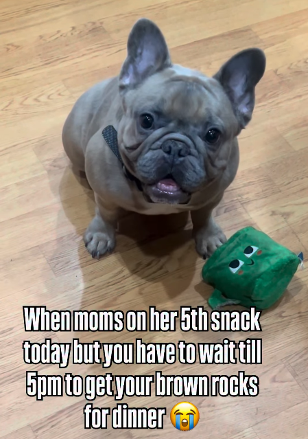 When moms on her 5th snack today but you have to wait till 5pm to get your brown rocks for dinner