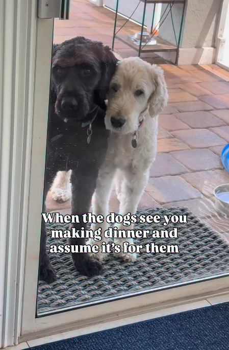 When the dogs see you making dinner and assume it's for them