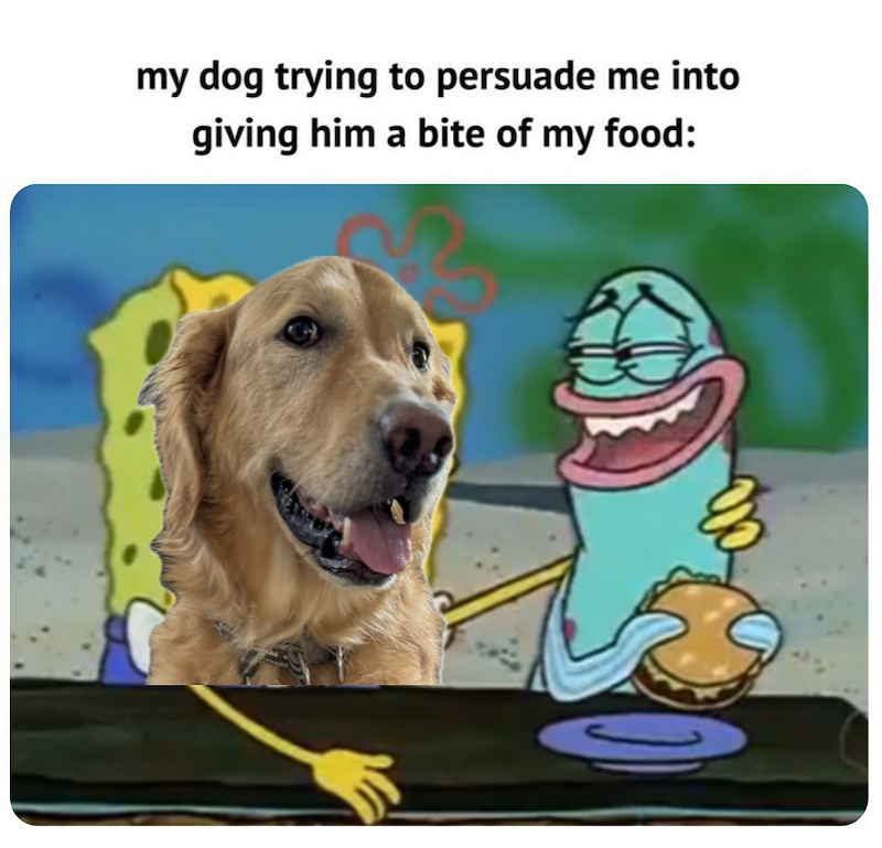 my dog trying to persuade me into giving him a bite of my food:
