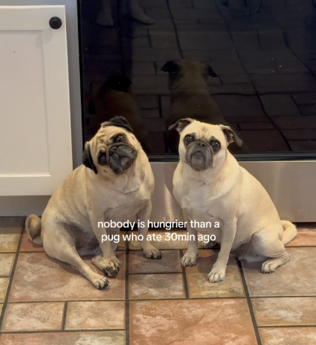 nobody is hungrier than a pug who ate 30min ago