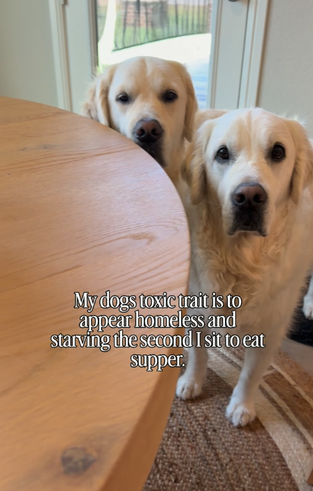 My dogs toxic trait is to appear homeless and starving the second I sit to eat supper.