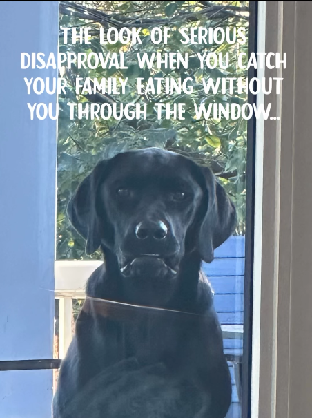 THE LOOK OF SERIOUS DISAPPROVAL WHEN YOU CATCH YOUR FAMILY EATING WITHOUT YOU THROUGH THE WINDOW...