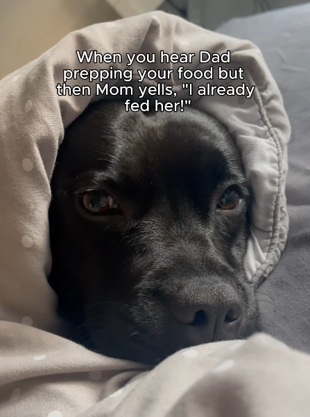 When you hear Dad prepping your food but then Mom yells, "I already fed her!"