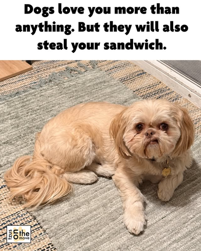 Dogs love you more than anything. But they will also steal your sandwich. the move