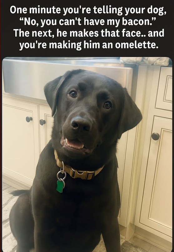 One minute you're telling your dog, "No, you can't have my bacon." The next, he makes that face.. and you're making him an omelette.