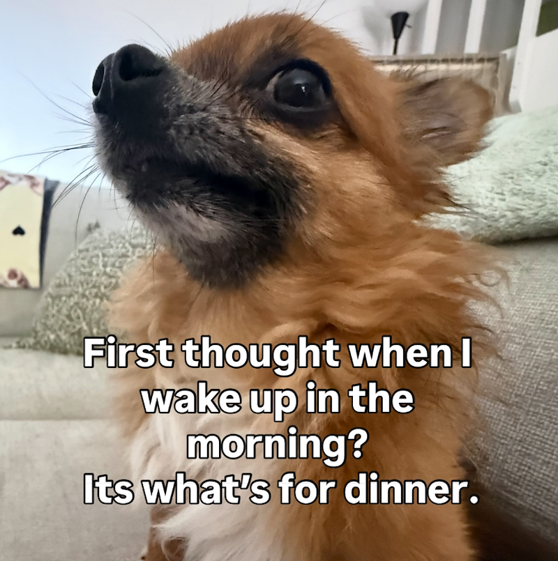 First thought when I wake up in the morning? Its what's for dinner.