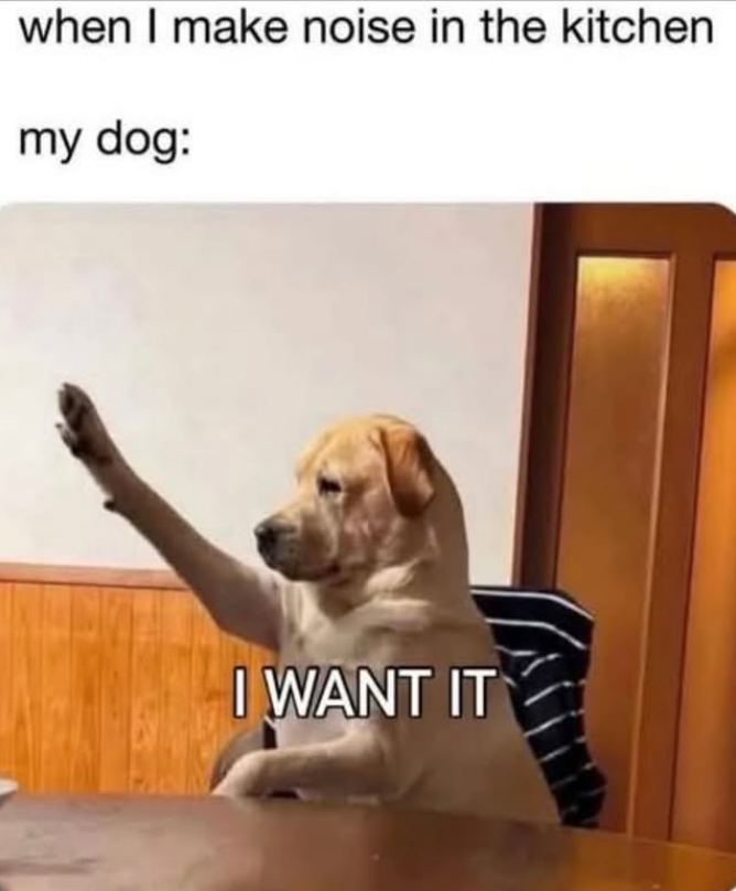 when I make noise in the kitchen my dog: I WANT IT