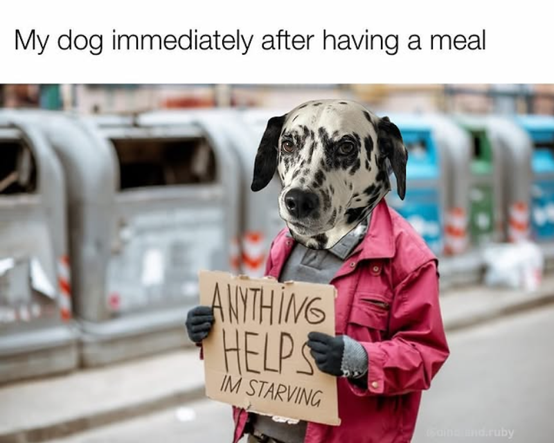 My dog immediately after having a meal ANYTHING HELPS IM STARVING Gains and.ruby