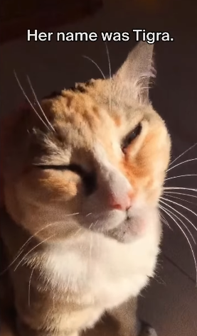 Her name was Tigra.