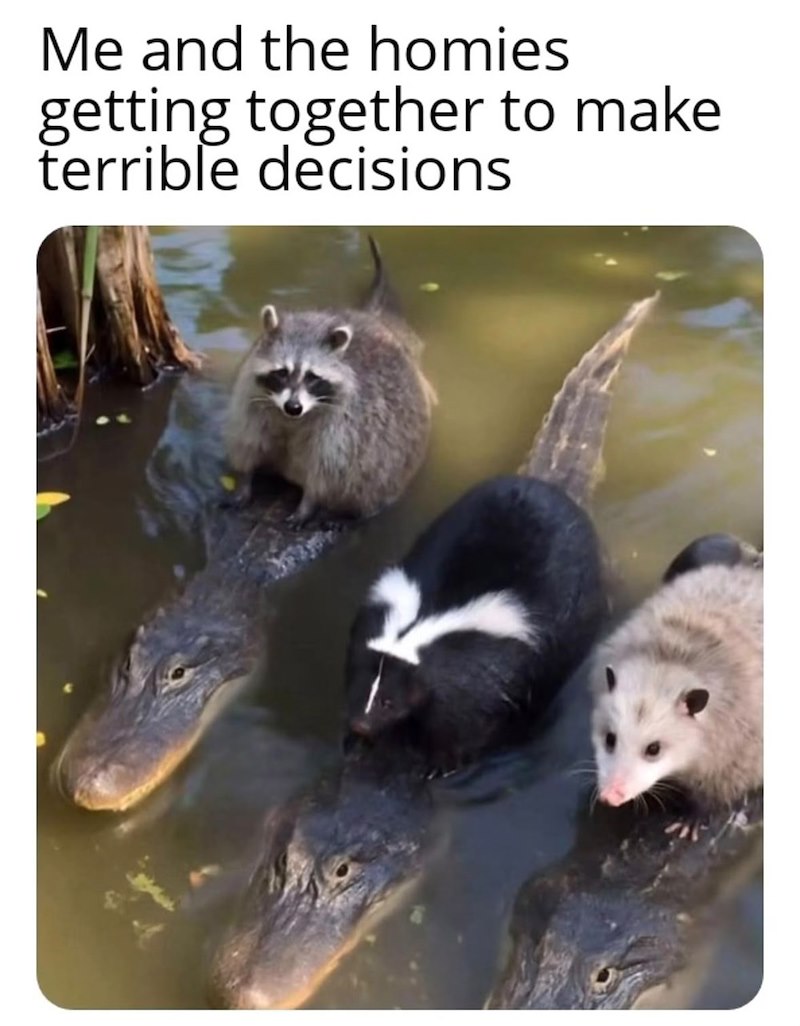 Me and the homies getting together to make decisions terrible