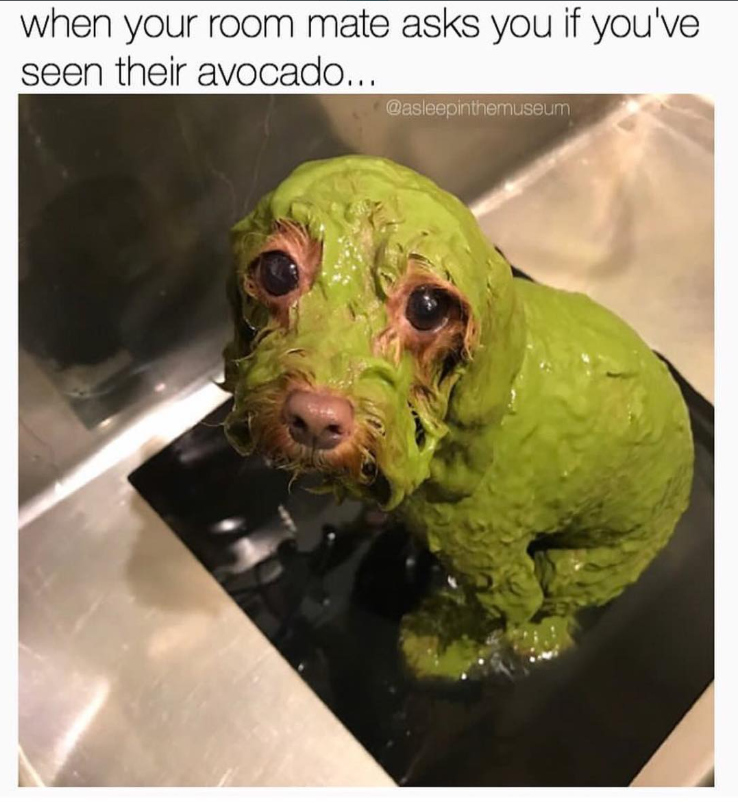 when your room mate asks you if you've seen their avocado... @asleepinthemuseum