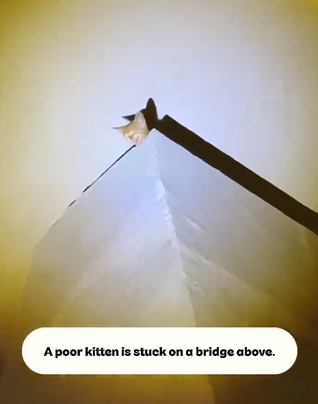 A poor kitten is stuck on a bridge above.