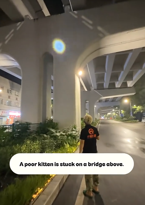 = FRED A poor kitten is stuck on a bridge above.