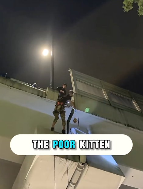 THE POOR KITTEN