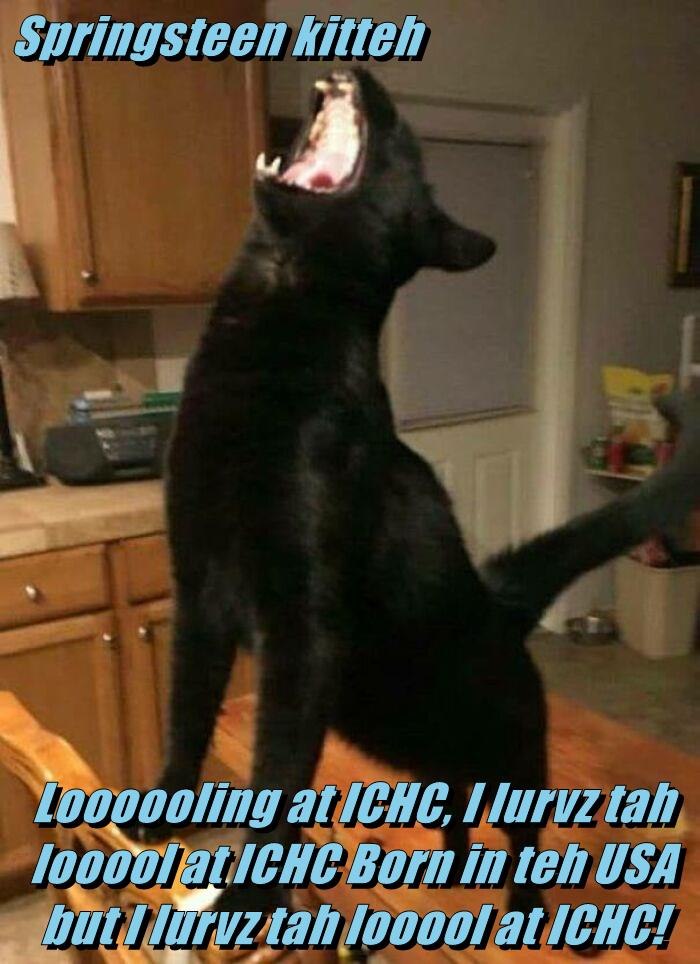Springsteen kitteh Loooooling at ICHC, I lurvztah 10000latICHC Born in teh USA but I lurvz tah looool at ICHC!