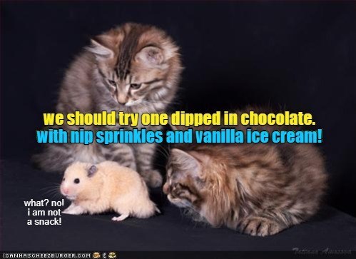 we should try one dipped in chocolate. with nip sprinkles and vanilla ice cream! what? no! i am not a snack! ICANHASCHEEZBURGER.COM