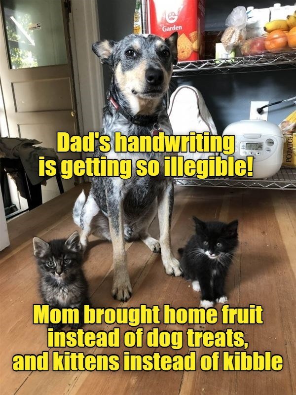 Garden Dad's handwriting is getting so illegible! Mom brought home fruit instead of dog treats, and kittens instead of kibble POTATOL