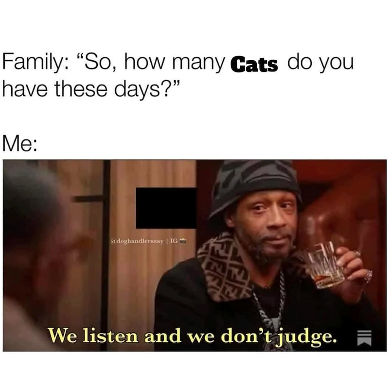Family: "So, how many Cats do you have these days?" Me: @doghandlerssay | IG We listen and we don't judge.
