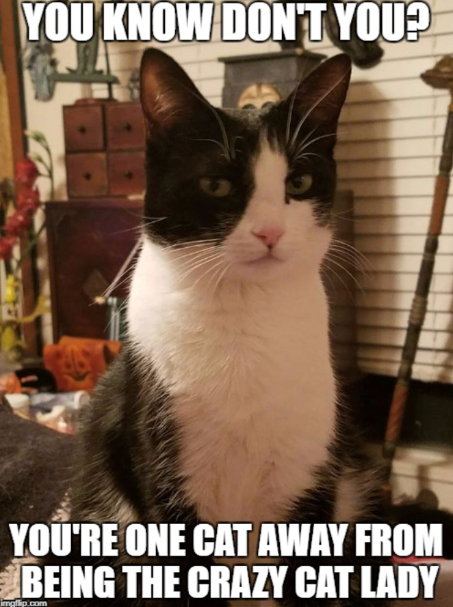 YOU KNOW DON'T YOU? YOU'RE ONE CAT AWAY FROM BEING THE CRAZY CAT LADY imgflip.com