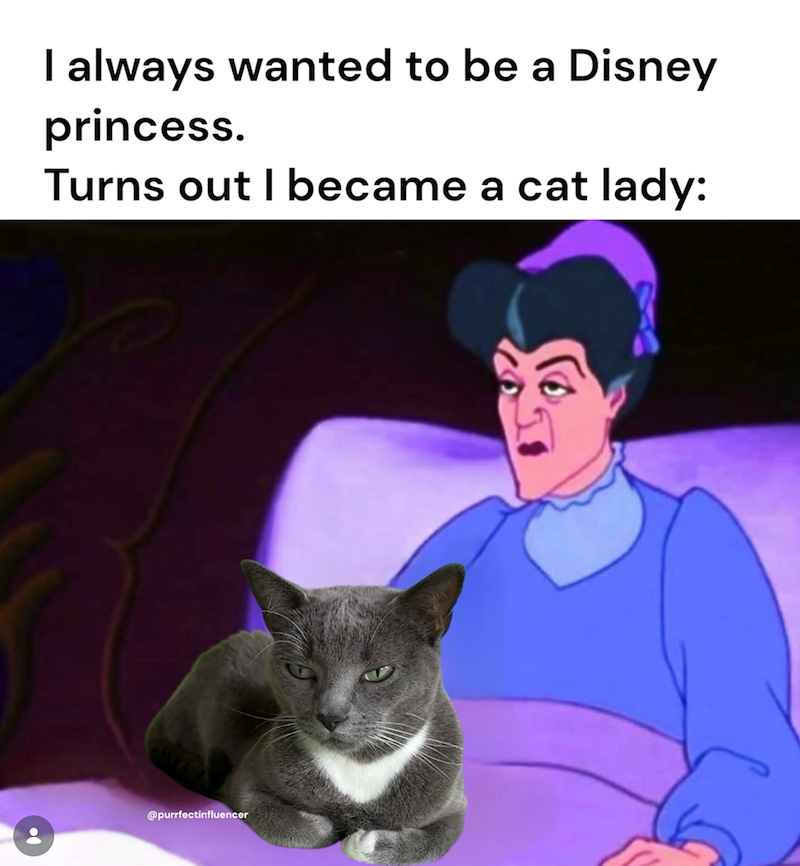 I always wanted to be a Disney princess. Turns out I became a cat lady: @purrfectinfluencer