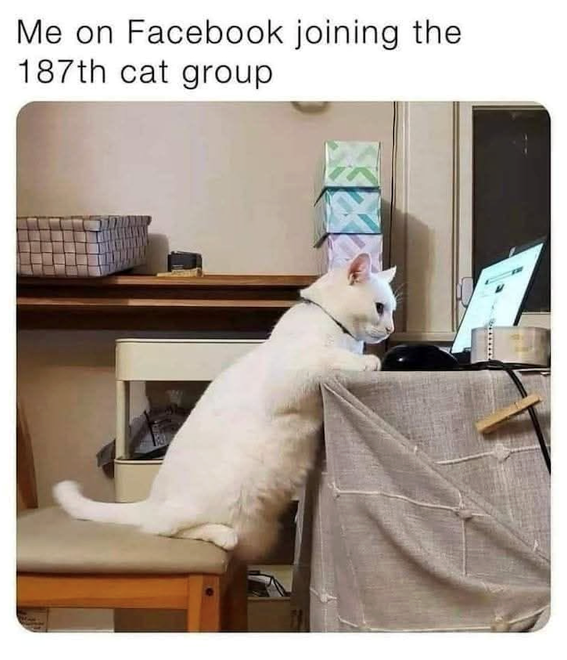 Me on Facebook joining the 187th cat group