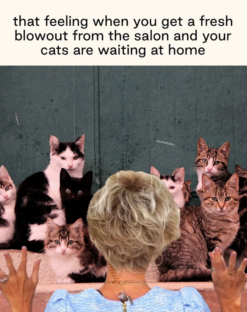 that feeling when you get a fresh blowout from the salon and your cats are waiting at home @catladybox