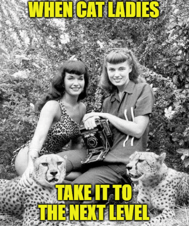 WHEN CAT LADIES mquip.com TAKE IT TO THE NEXT LEVEL