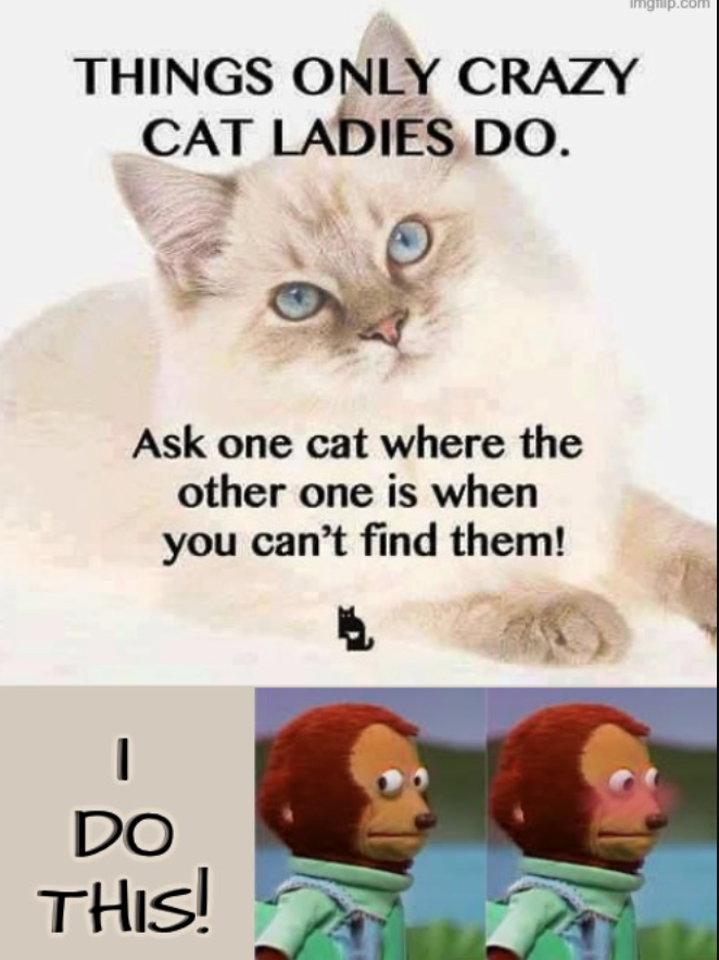 THINGS ONLY CRAZY CAT LADIES DO. Ask one cat where the other one is when you can't find them! | - DO THIS! imghip.com