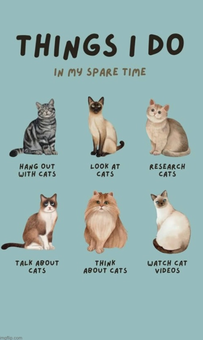 THINGS I DO IN MY SPARE TIME HANG OUT WITH CATS LOOK AT CATS RESEARCH CATS TALK ABOUT CATS THINK ABOUT CATS WATCH CAT VIDEOS imgflip.com
