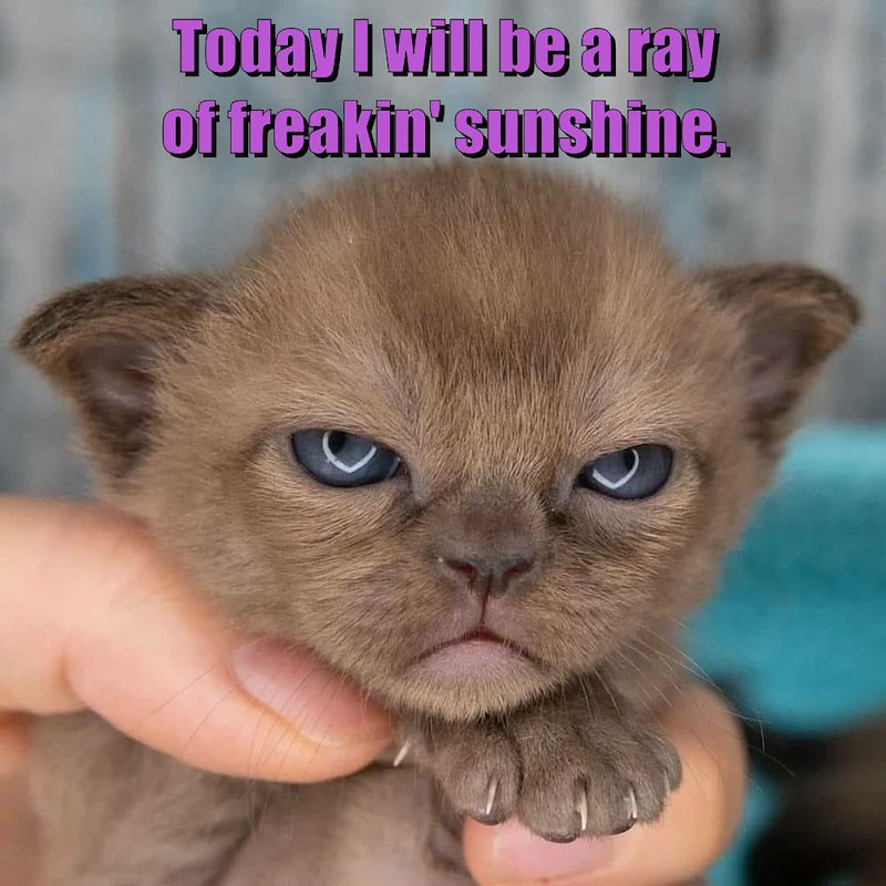 Today I will be a ray of freakin' sunshine.