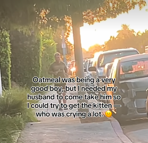 Oatmeal was being a very good boy, but I needed my husband to come take him so I could try to get the kitten who was crying a lot.