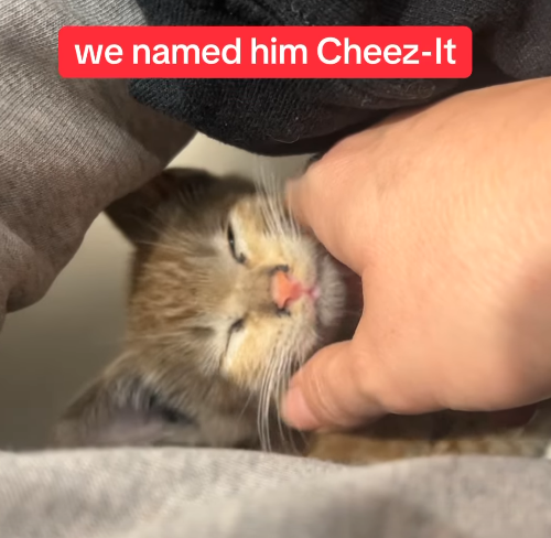 we named him Cheez-It