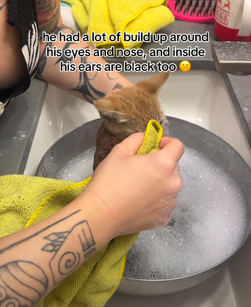 he had a lot of build up around his eyes and nose, and inside his ears are black too